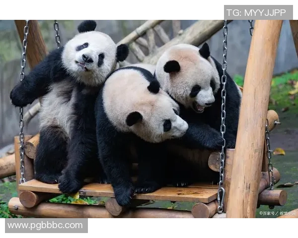 熊猫姚明脸的独特魅力揭秘与文化意义探讨 熊猫姚明脸的独特魅力揭秘与文化意义探讨